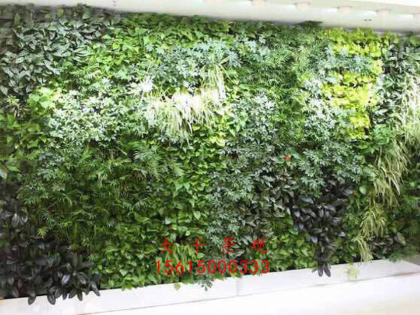 點擊查看詳細信息<br>標題：綠植墻 閱讀次數：2536